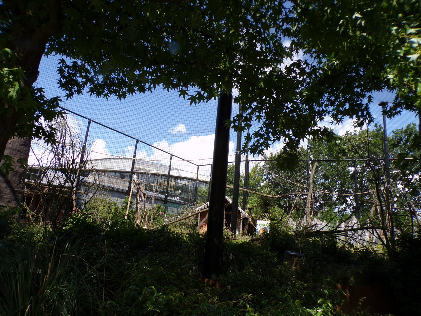 Oceanium- Ring-tailed lemur and Helmeted Gunieafowl enclosure 13.7.23