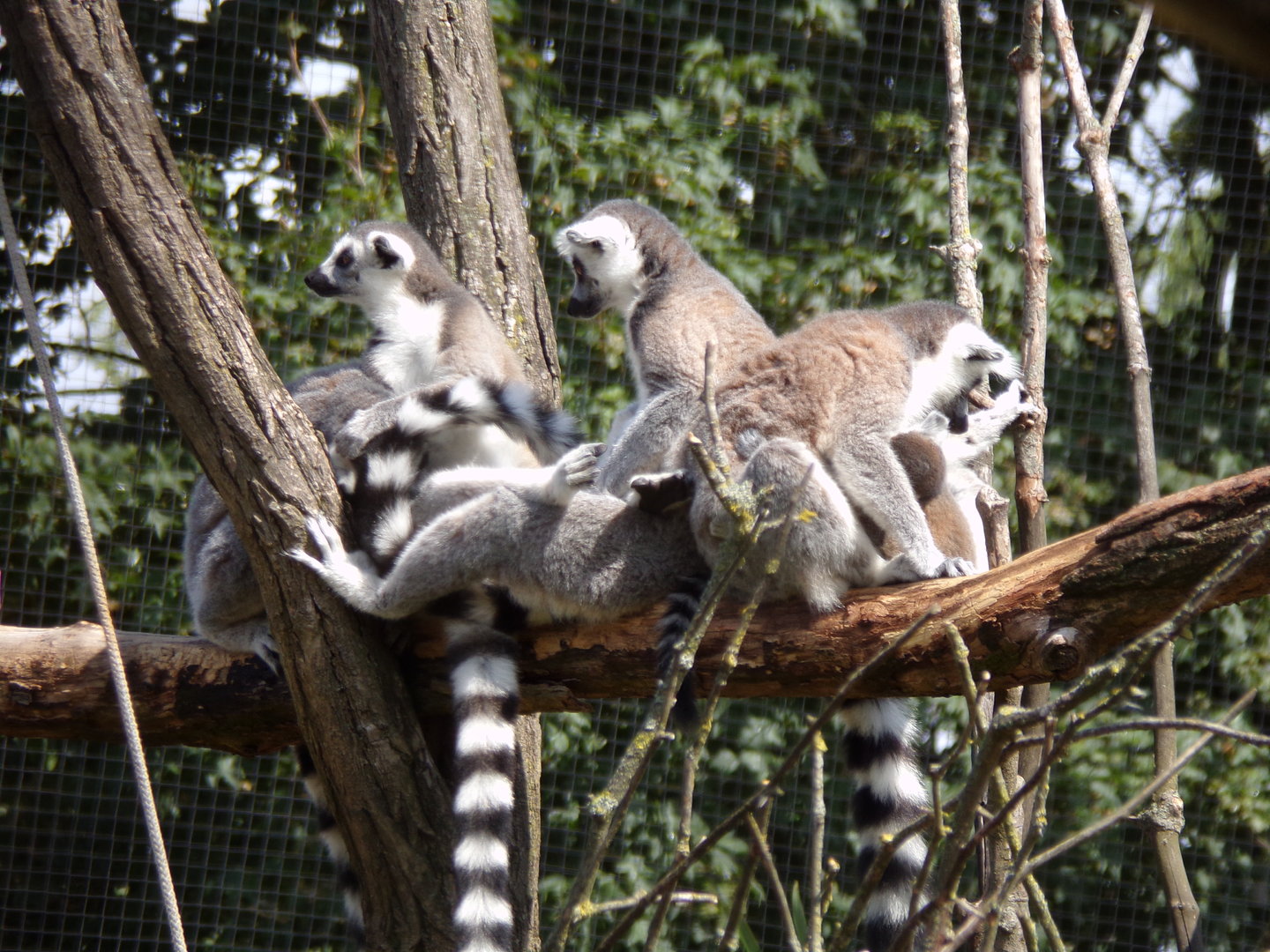 Oceanium- Ring-tailed lemurs 13.7.23