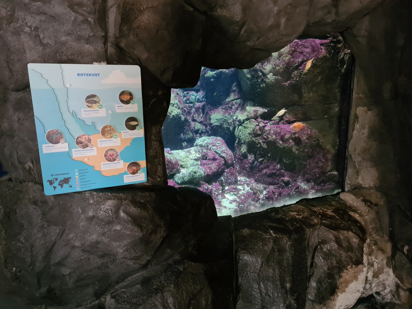 Oceanium - Rock Cliff aquarium