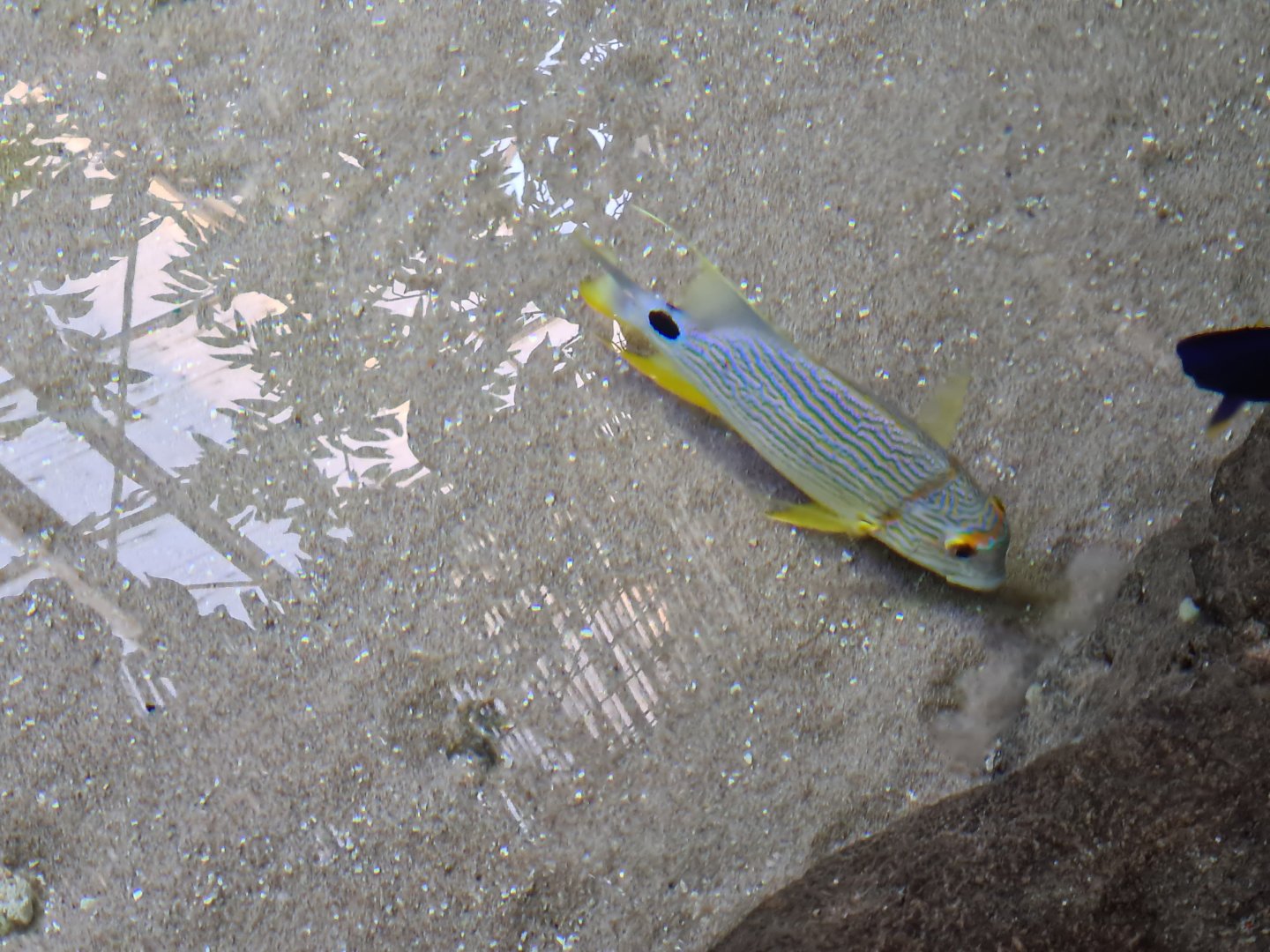 Oceanium - Sailfin snapper in Mangrove aquarium