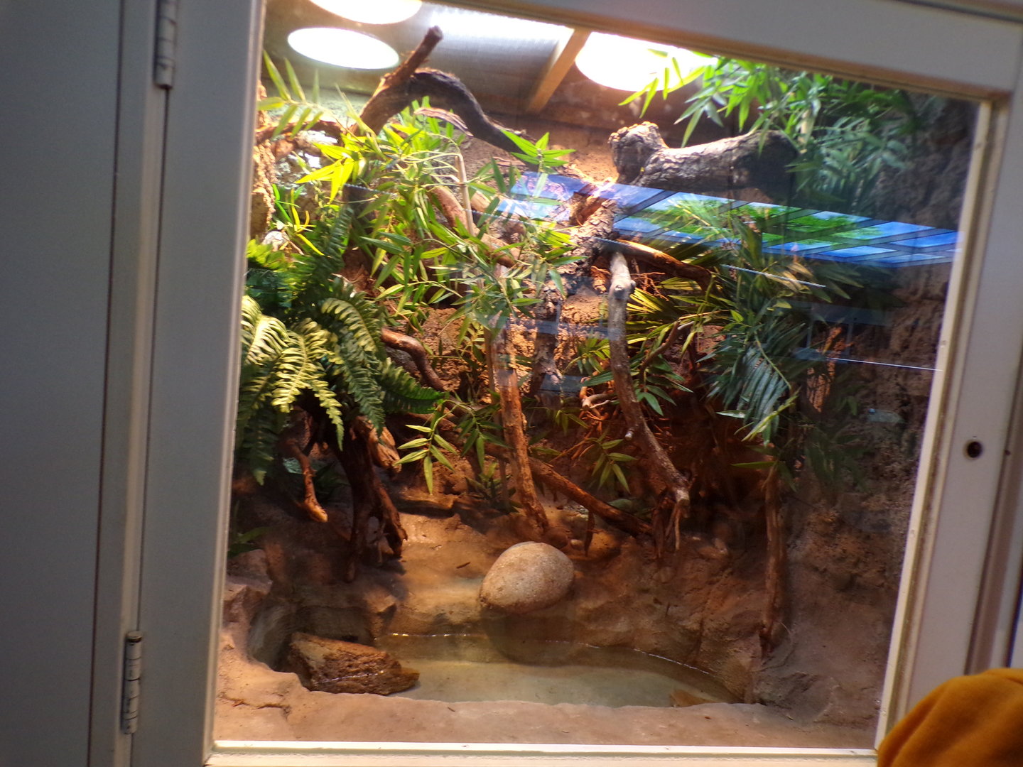 Oceanium- San Francisco garter snake enclosure 13.7.23