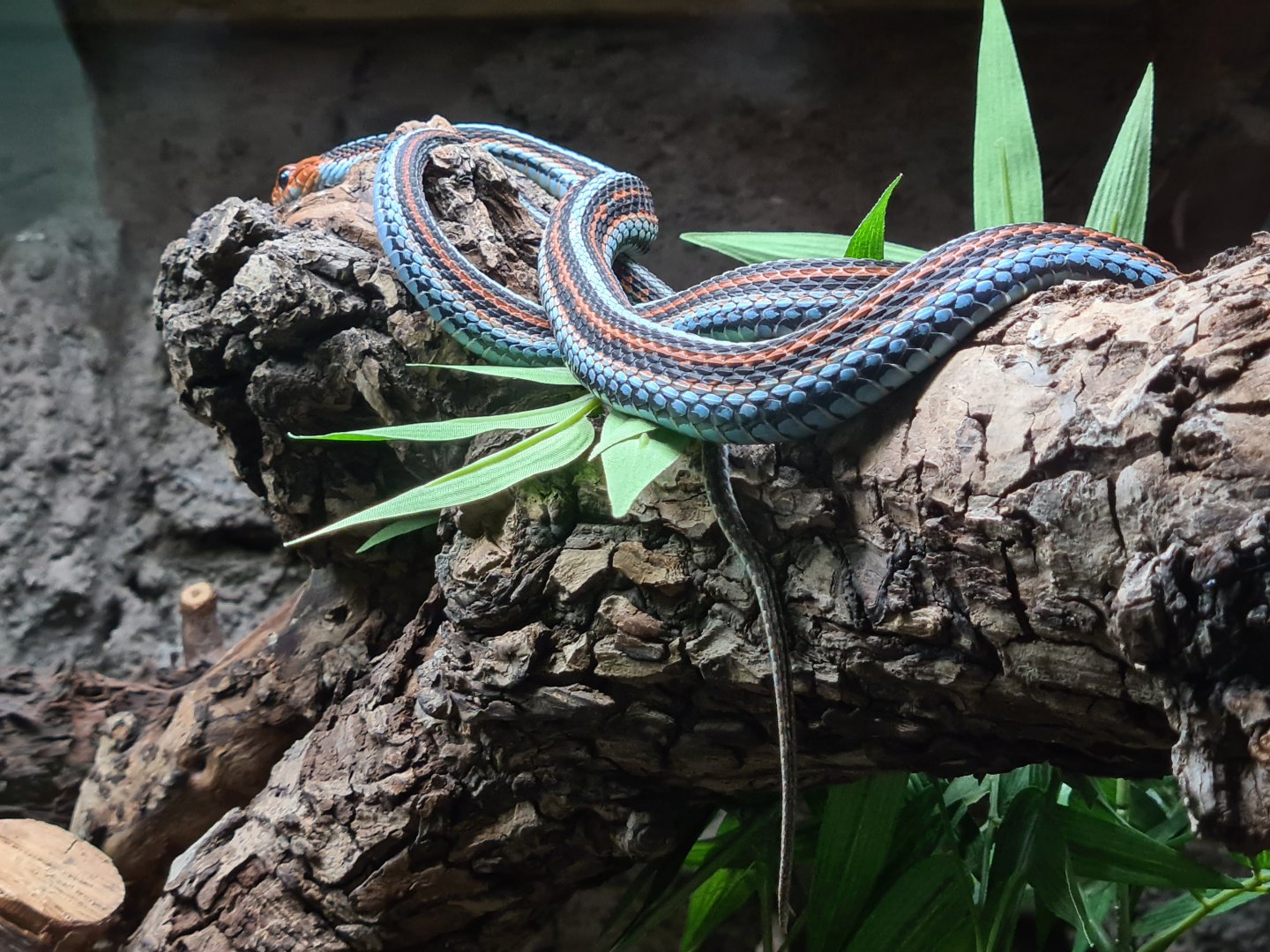Oceanium - San Francisco garter snake in Conservation centre