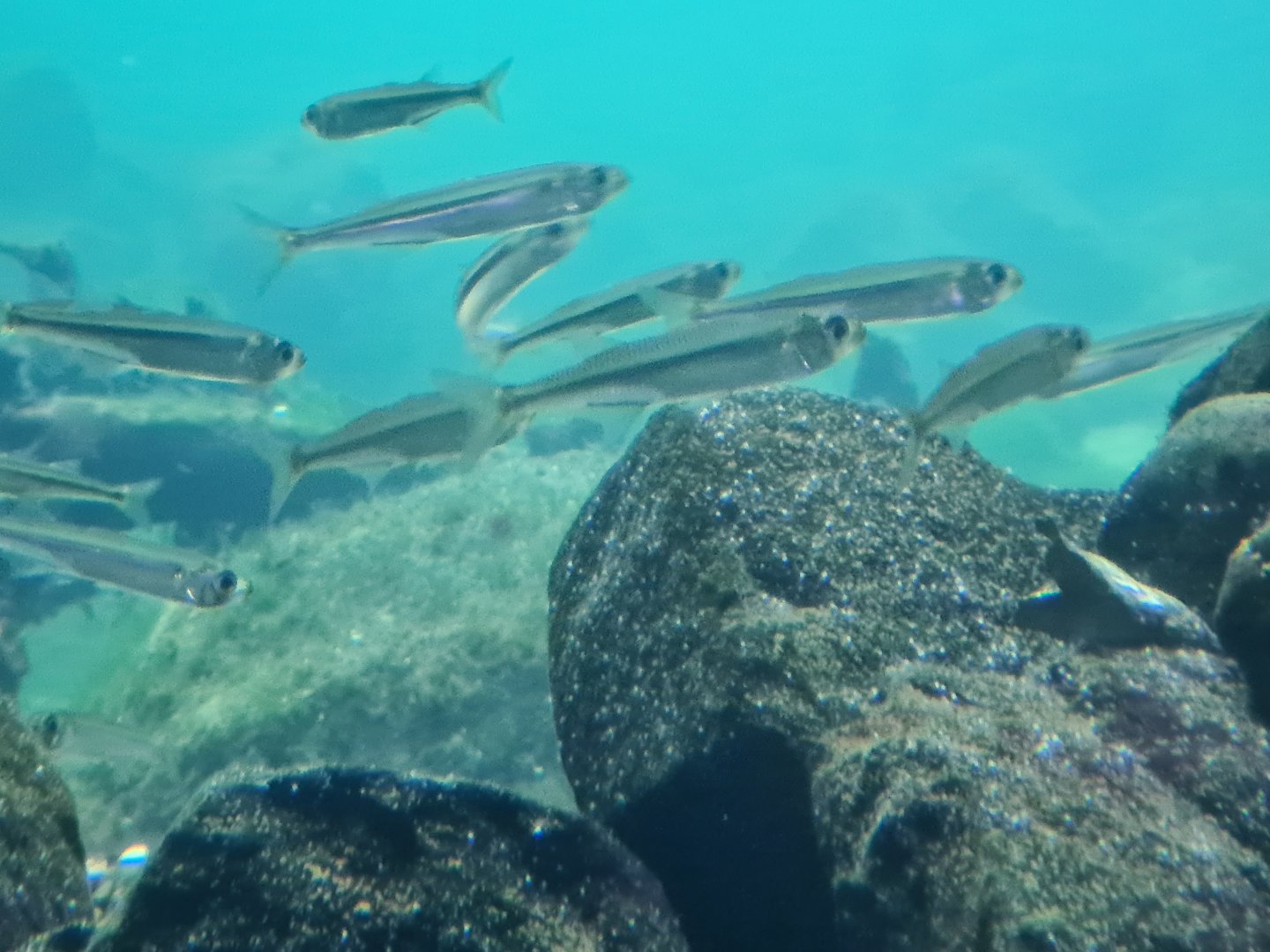 Oceanium - Sand smelts