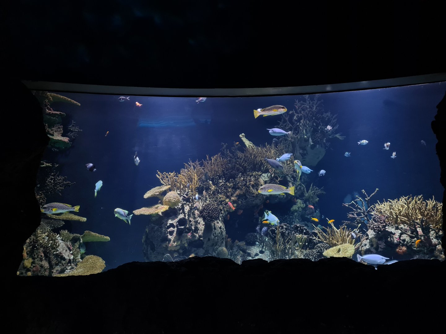 Oceanium - Second Great Barrier reef aquarium