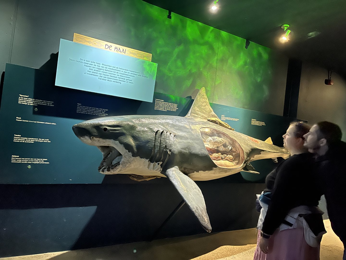 Oceanium- Shark anatomy signage 13.7.23