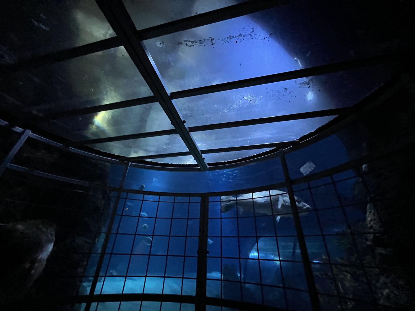 Oceanium- Shark cage viewing area 13.7.23