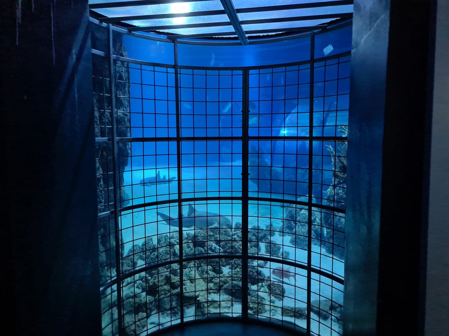 Oceanium - Shark cage viewing point in Endless Ocean aquarium