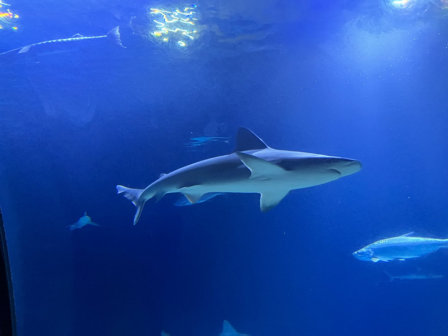 Oceanium- Shark ID? 13.7.23