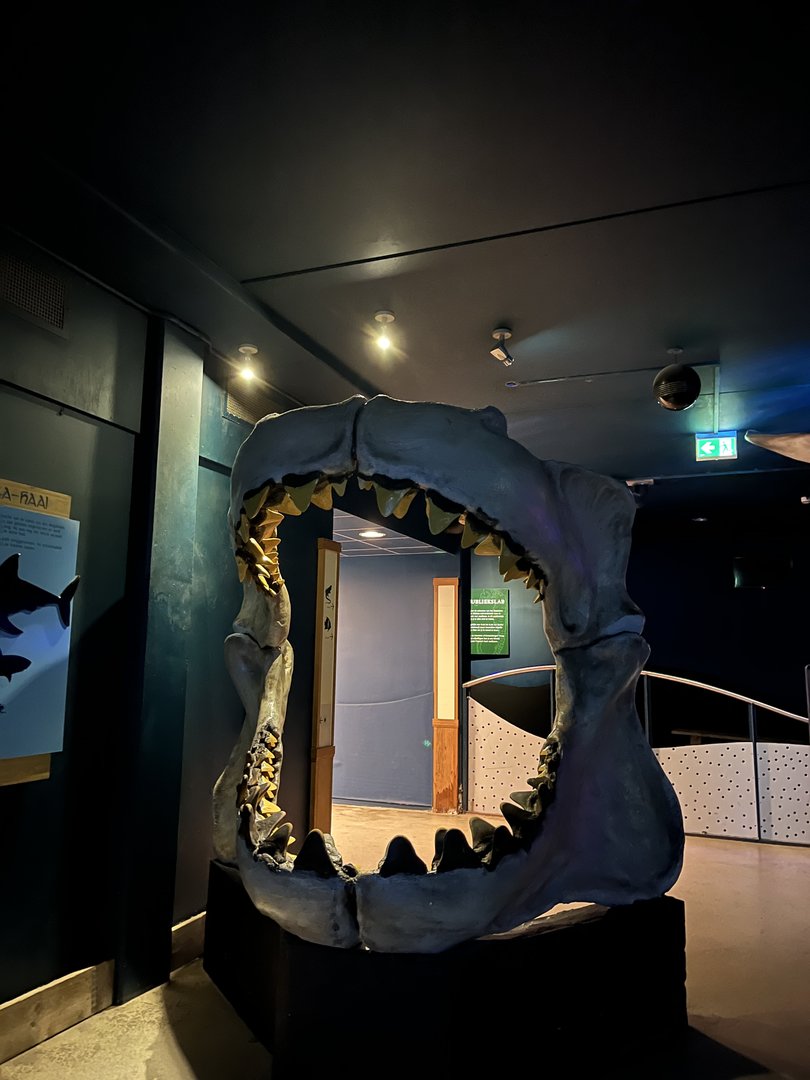 Oceanium- Shark jaws 13.7.23