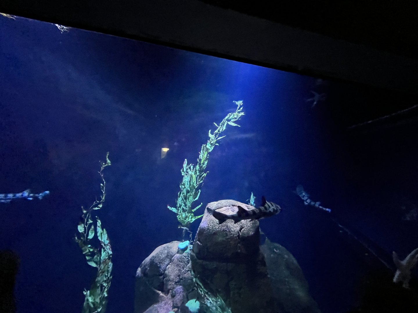 Oceanium- Shark tank 13.7.23