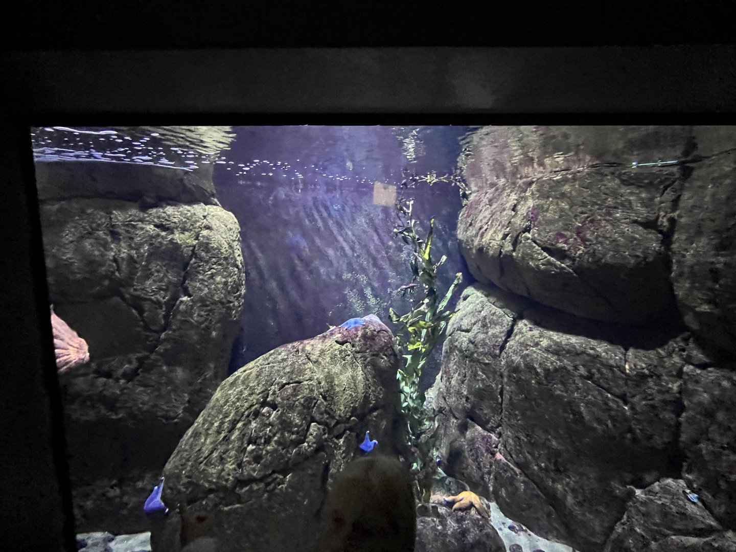 Oceanium- Shark tank 13.7.23