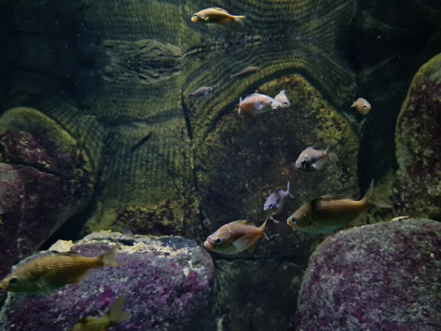 Oceanium - Shiner perches