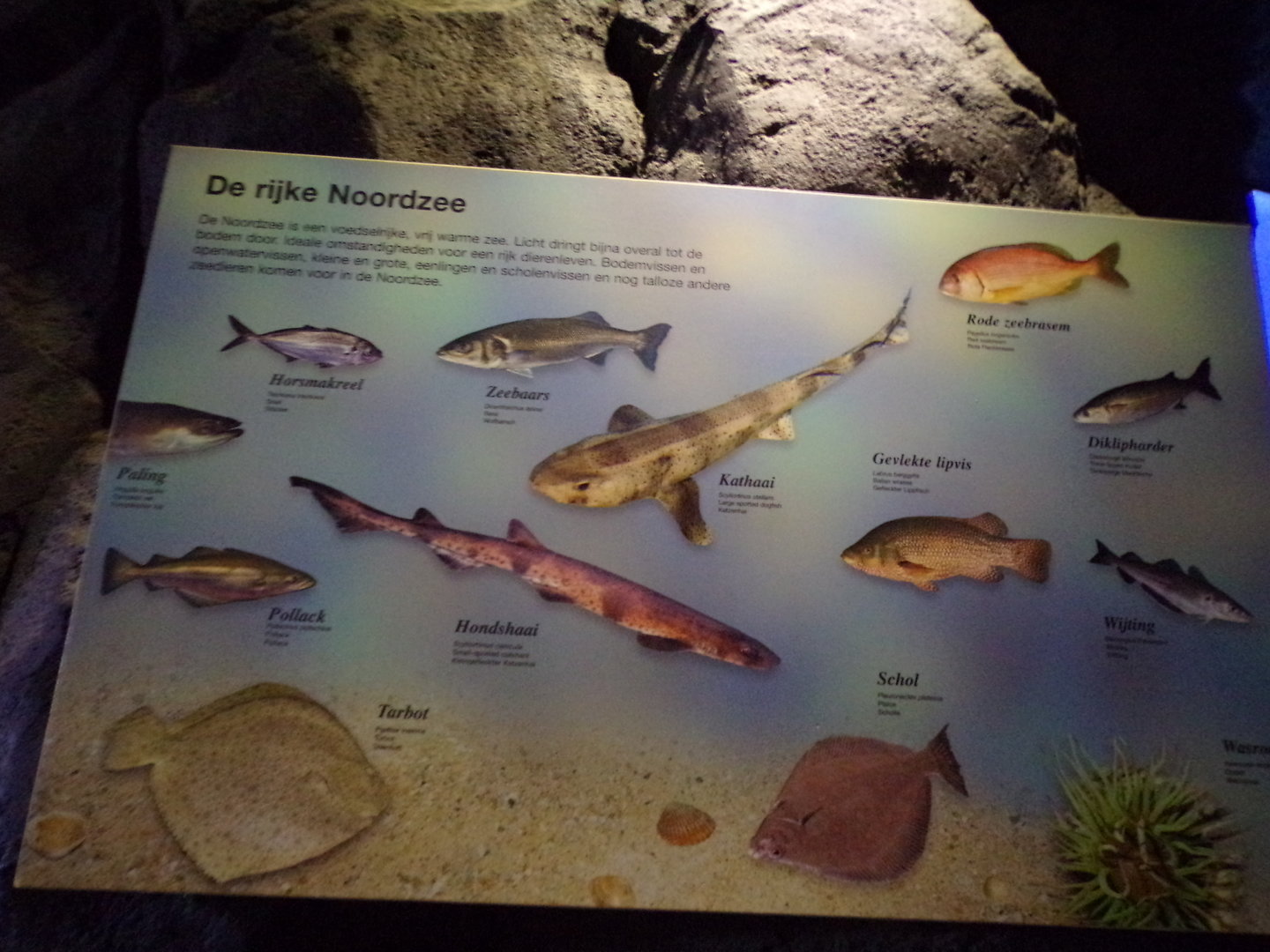 Oceanium- Signage example 13.7.23