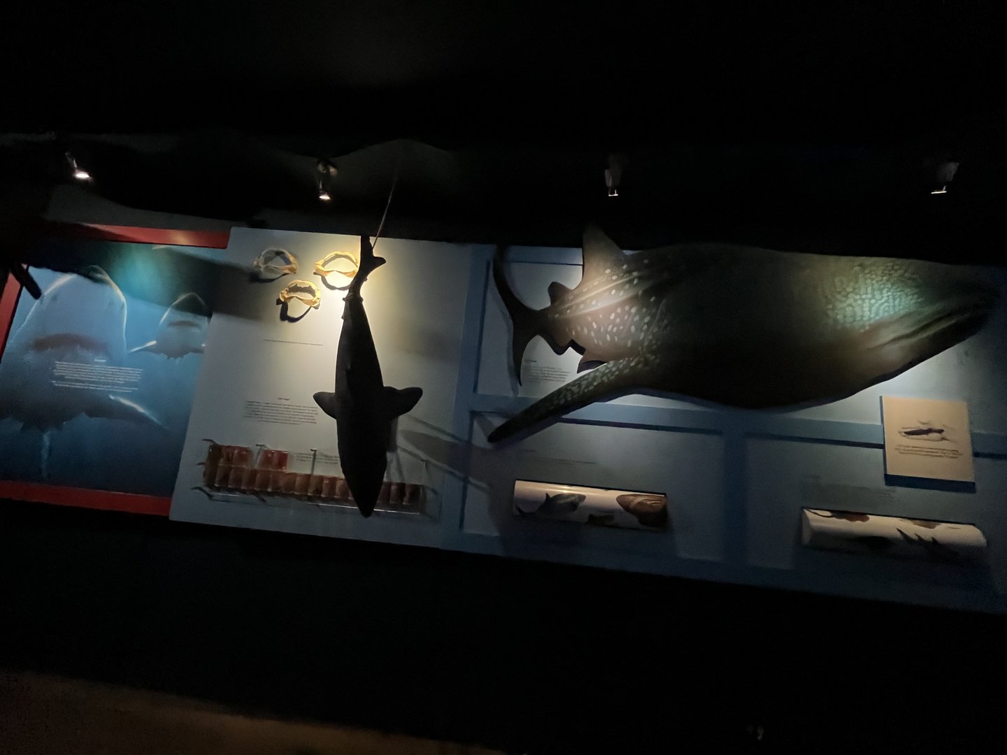 Oceanium- Signage example 13.7.23