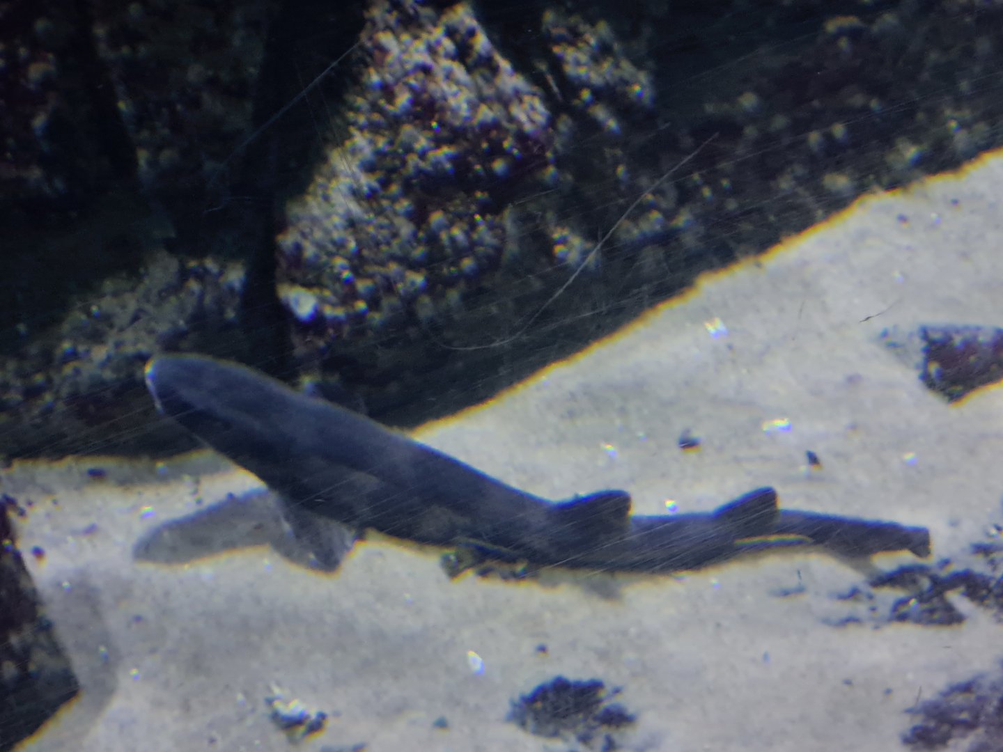 Oceanium - Small-spotted catshark in North Sea aquarium