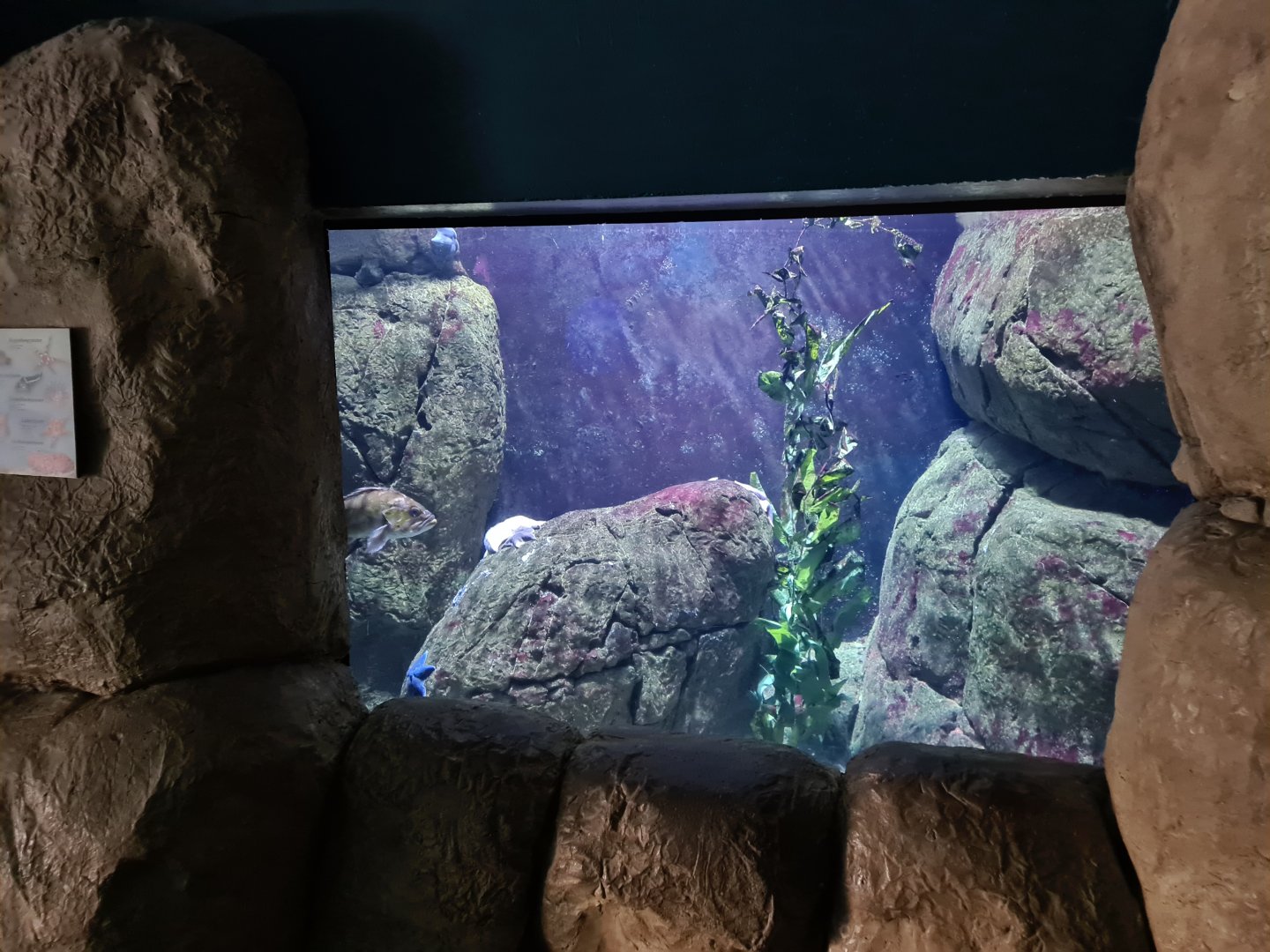 Oceanium - Smaller California tank