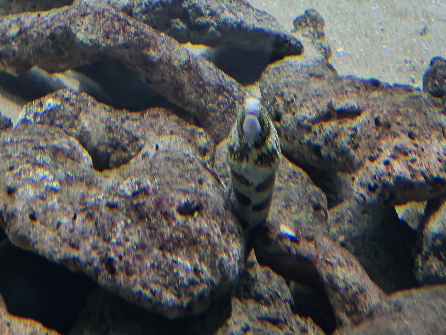 Oceanium - Snowflake moray in Mangrove aquarium