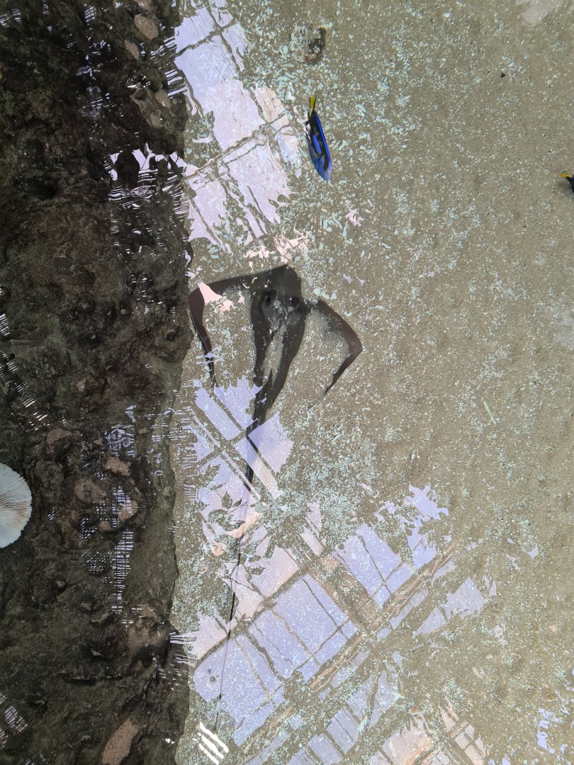 Oceanium - Southern stingray and Palette surgeonfish in Mangrove aquarium