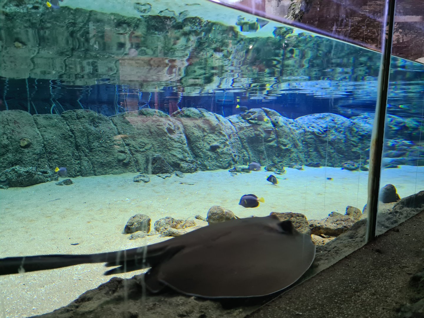 Oceanium - Southern stingray and Yellowtail tang in Mangrove aquarium