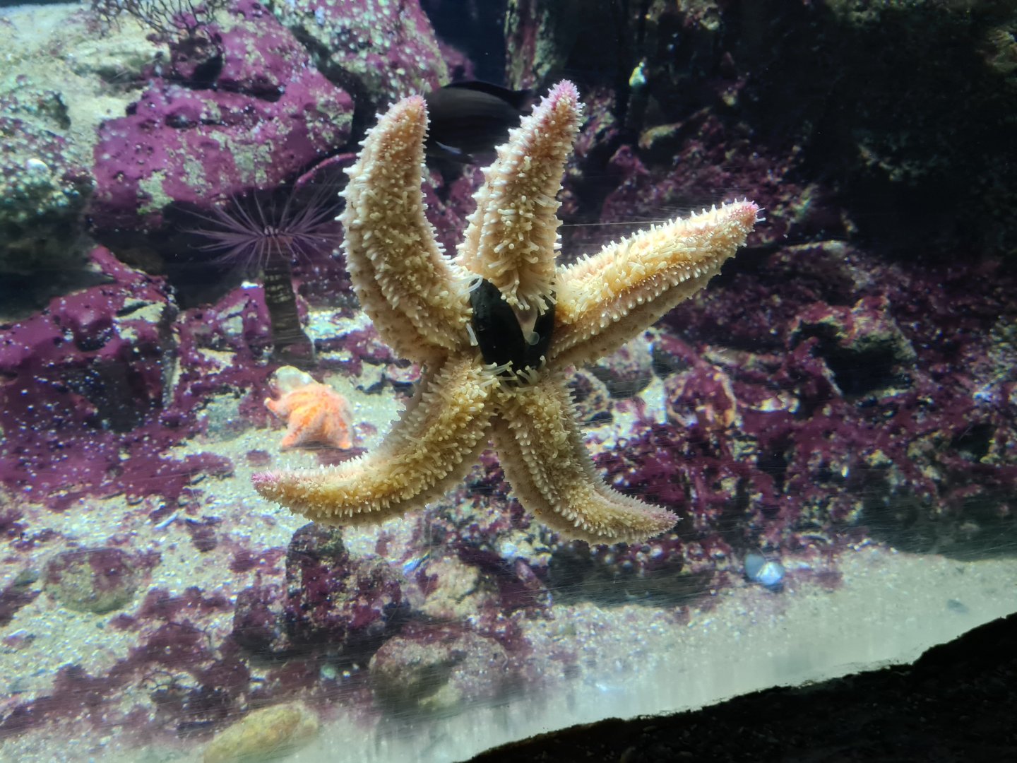 Oceanium - Spiny starfish in Rock Cliff aquarium