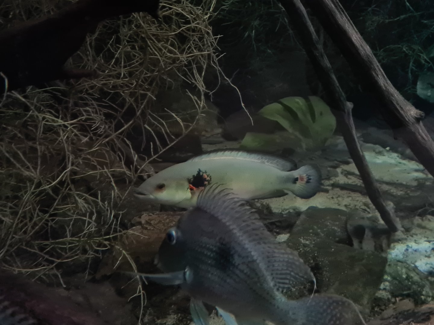 Oceanium - Spotted pike cichlid and Sven's eartheater in Forest creek aquarium