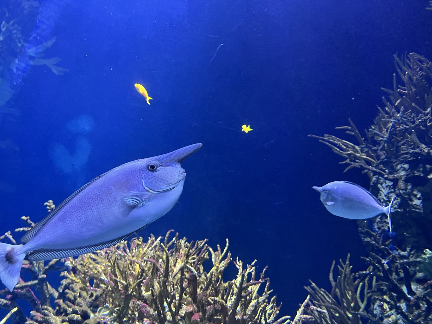 Oceanium- Spotted unicornfish 13.7.23