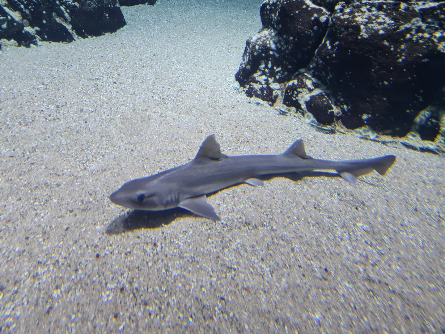Oceanium - Starry smooth-hound in Delta aquarium