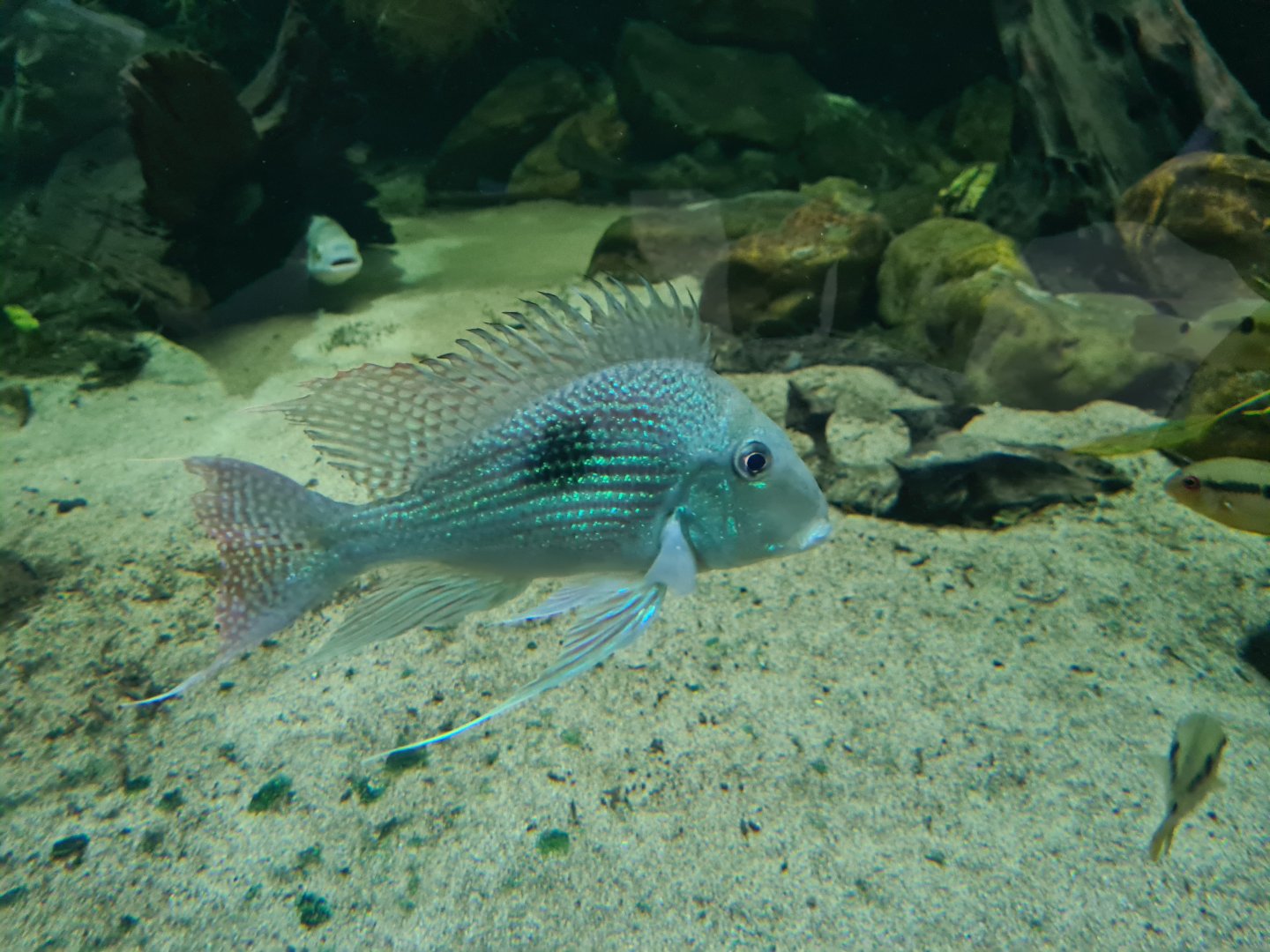 Oceanium - Sven's eartheater in Forest creek aquarium