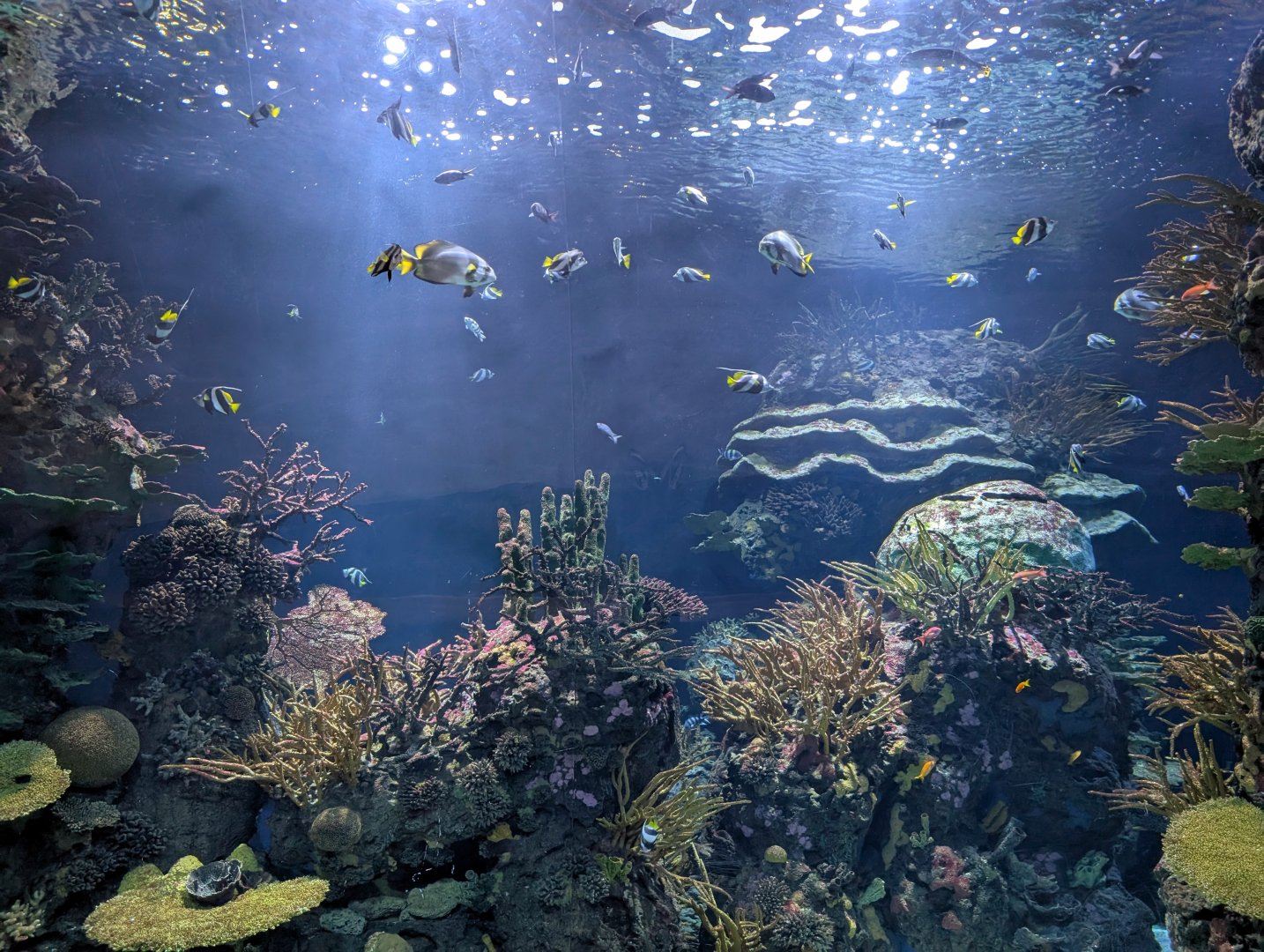 Oceanium Tank - Coral Reef