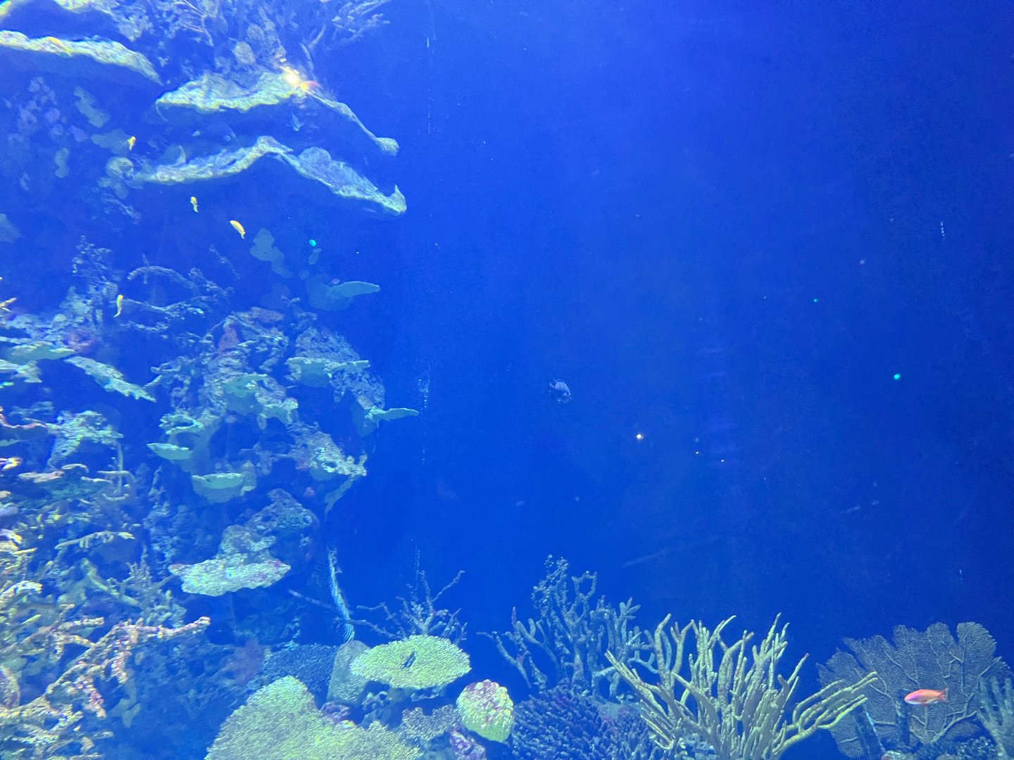 Oceanium- Tank example 13.7.23