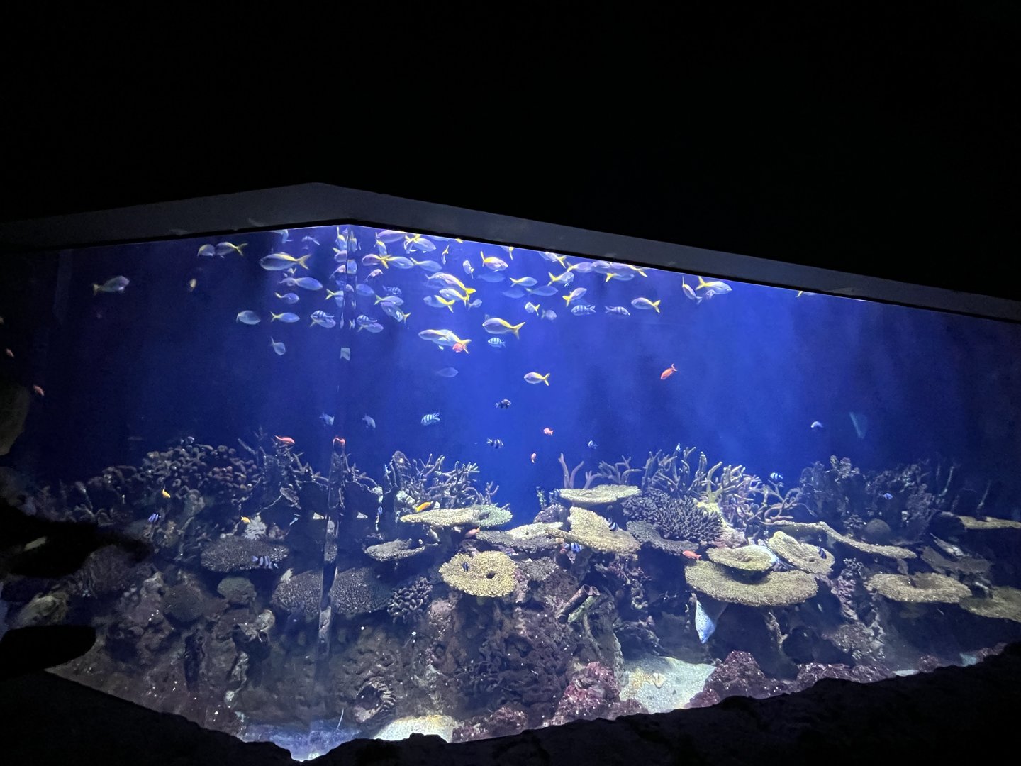 Oceanium- Tank example 13.7.23