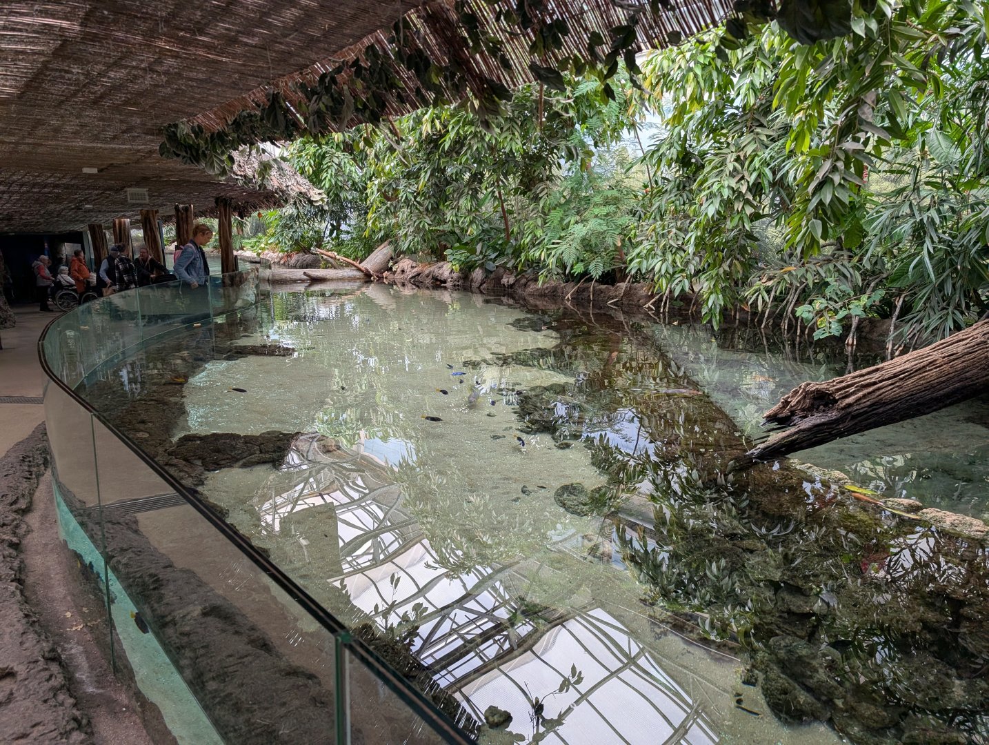 Oceanium Tank - Mangroves