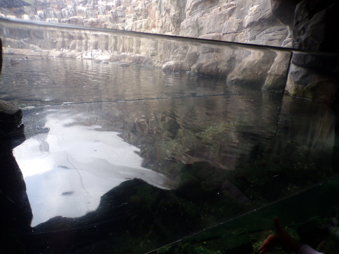 Oceanium- Tank next to Bass rock aviary 13.7.23