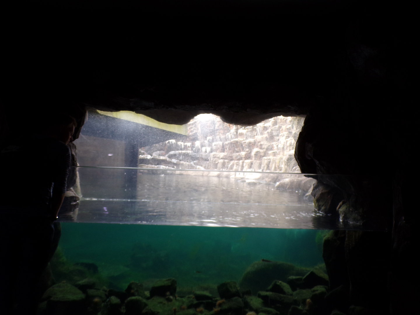 Oceanium- tank next to Bass rock aviary 13.7.23