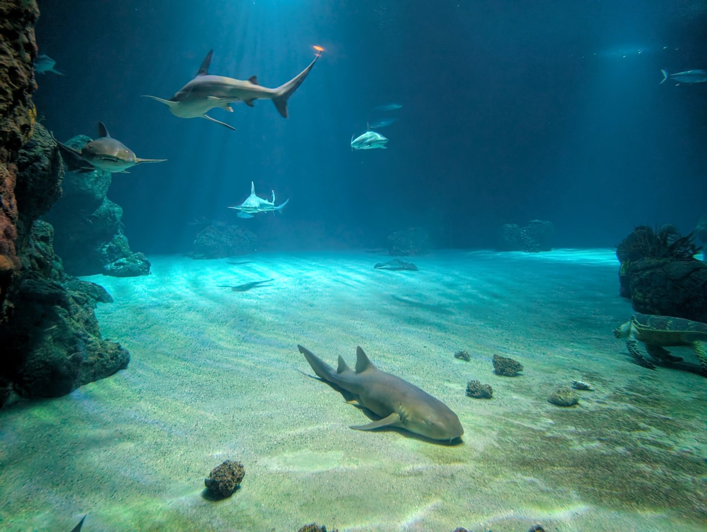 Oceanium Tank - Sharks