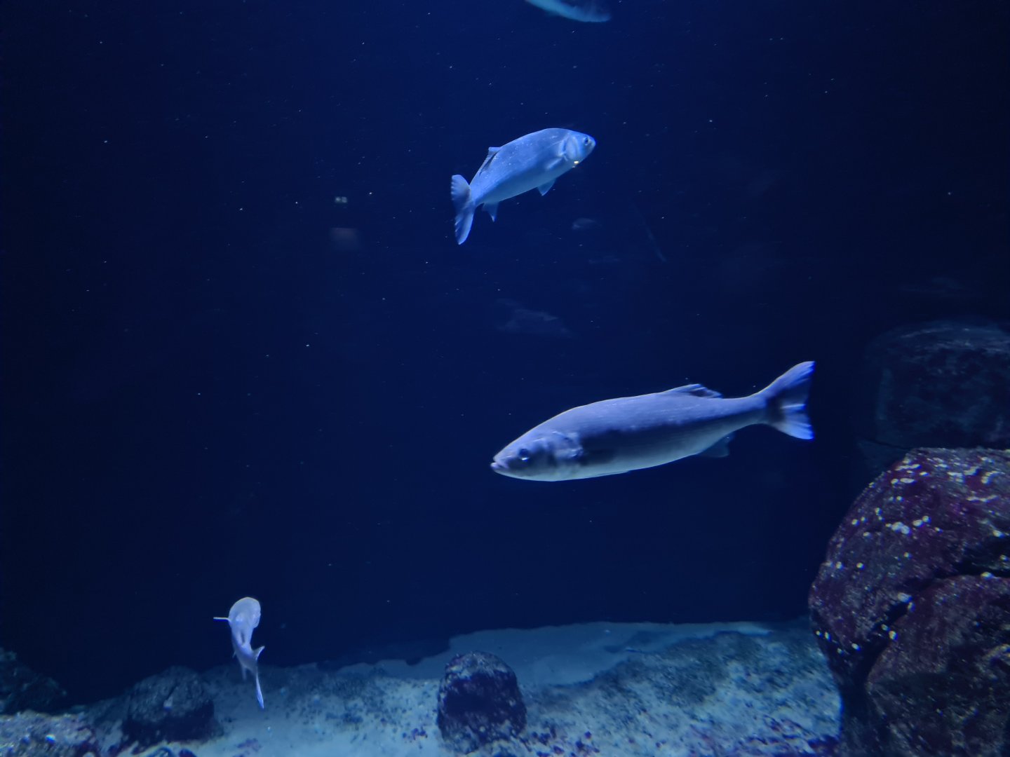 Oceanium - Thicklip grey mullet in North Sea aquarium