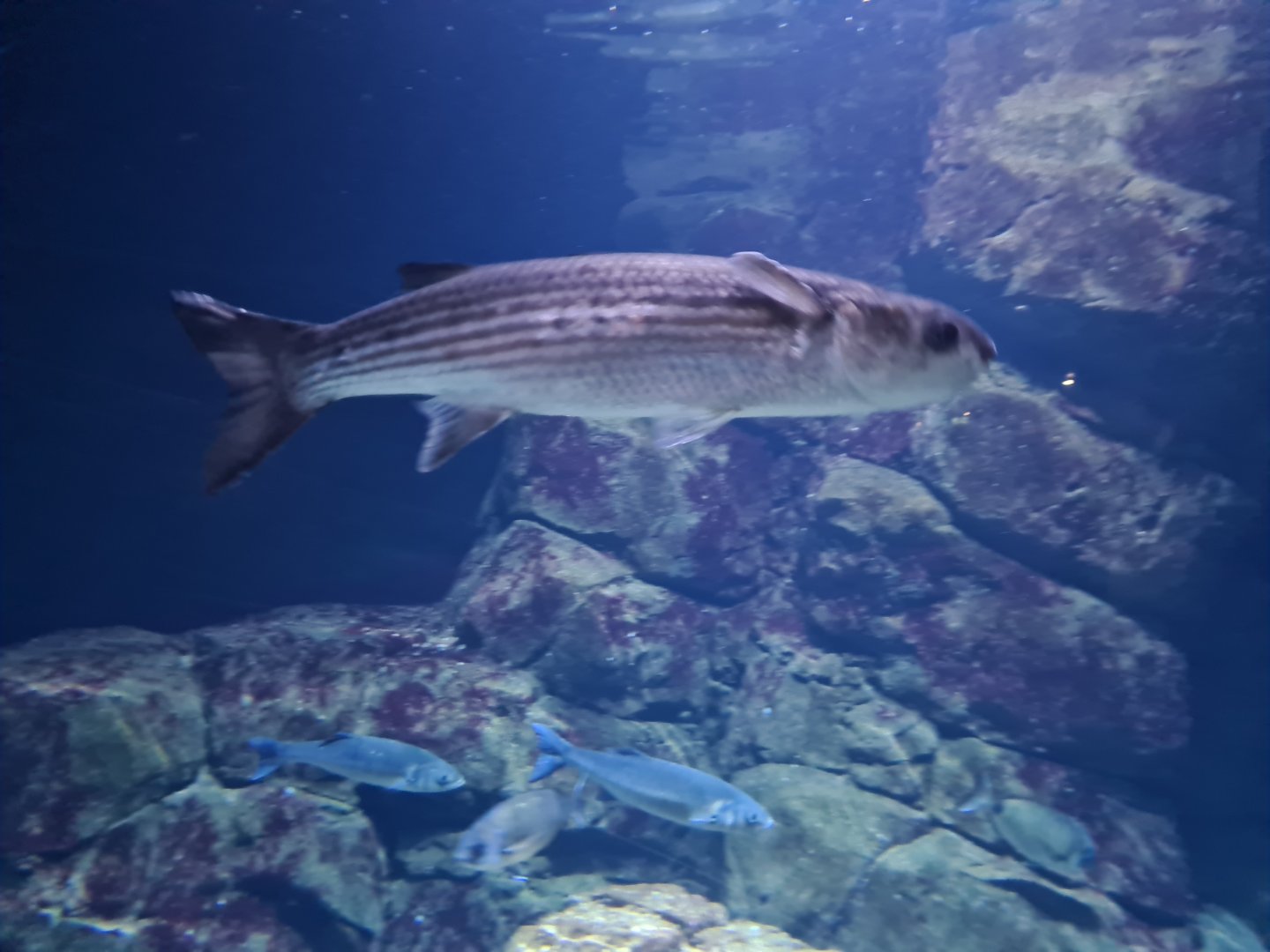 Oceanium - Thicklip grey mullet in North Sea aquarium