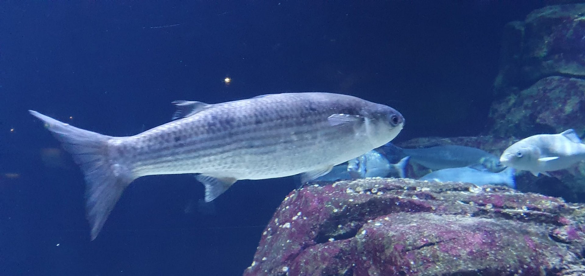 Oceanium - Thicklip grey mullet in North Sea aquarium