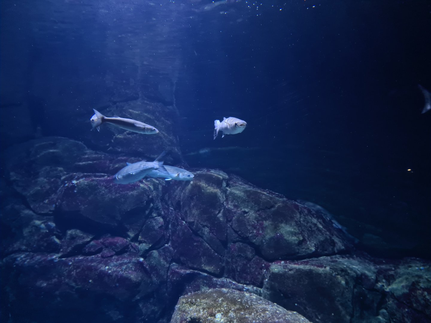Oceanium - Thicklip grey mullets in North Sea aquarium