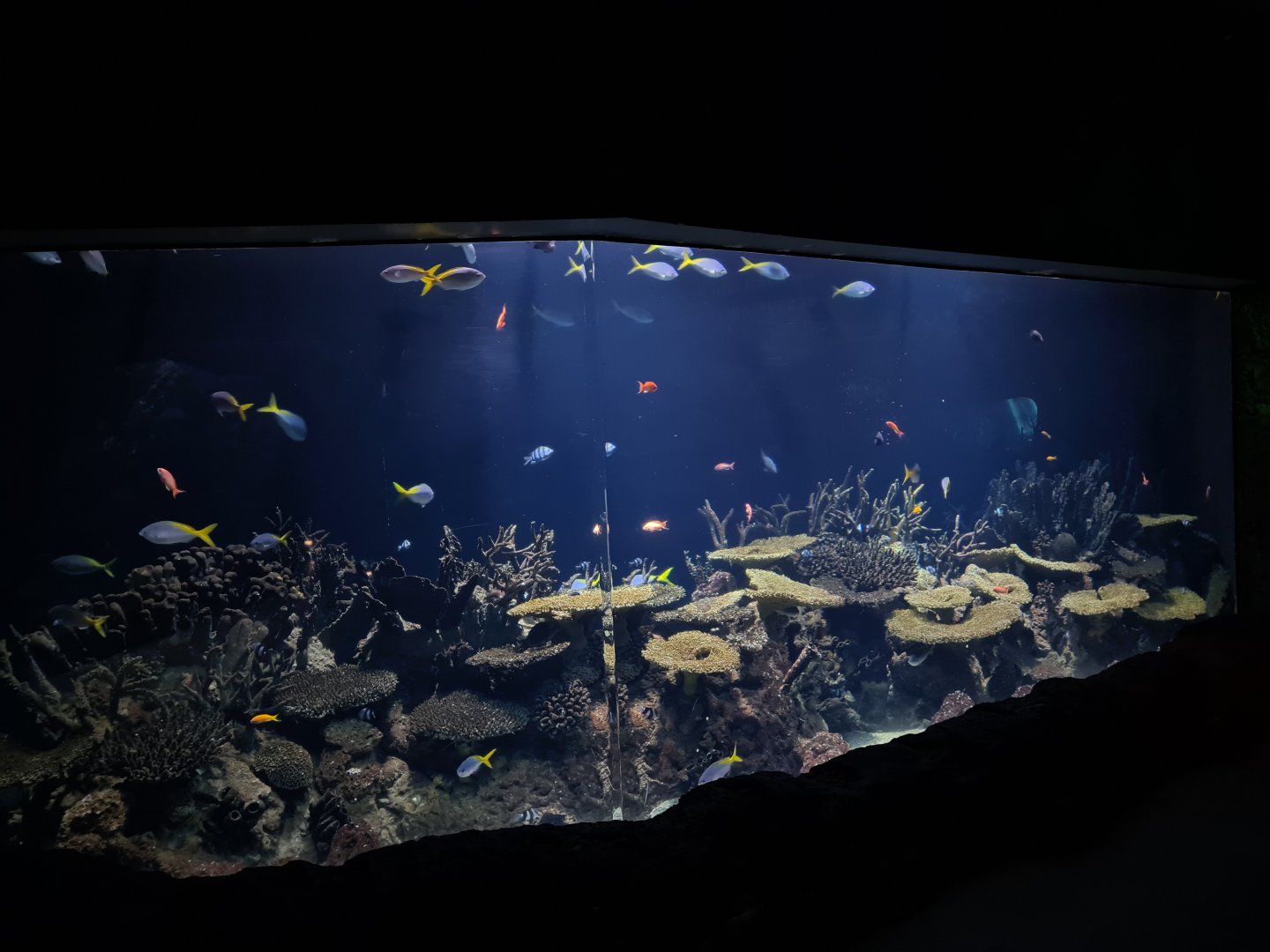 Oceanium - Third Great Barrier reef aquarium