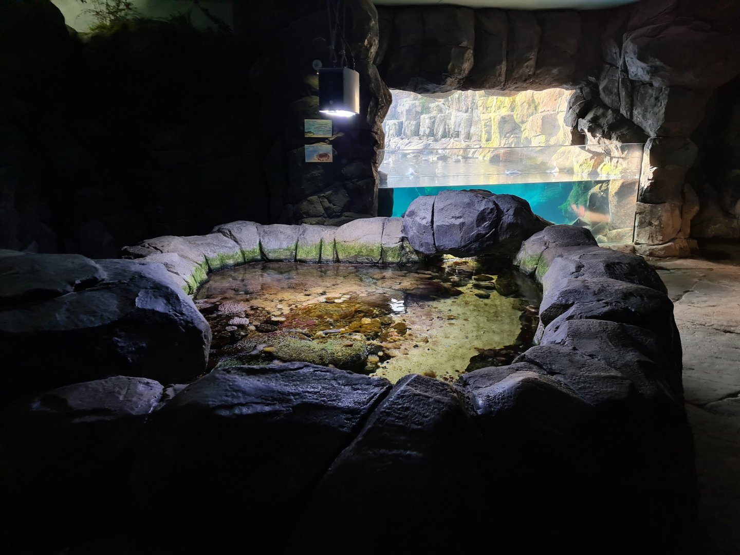 Oceanium - Tide pool area