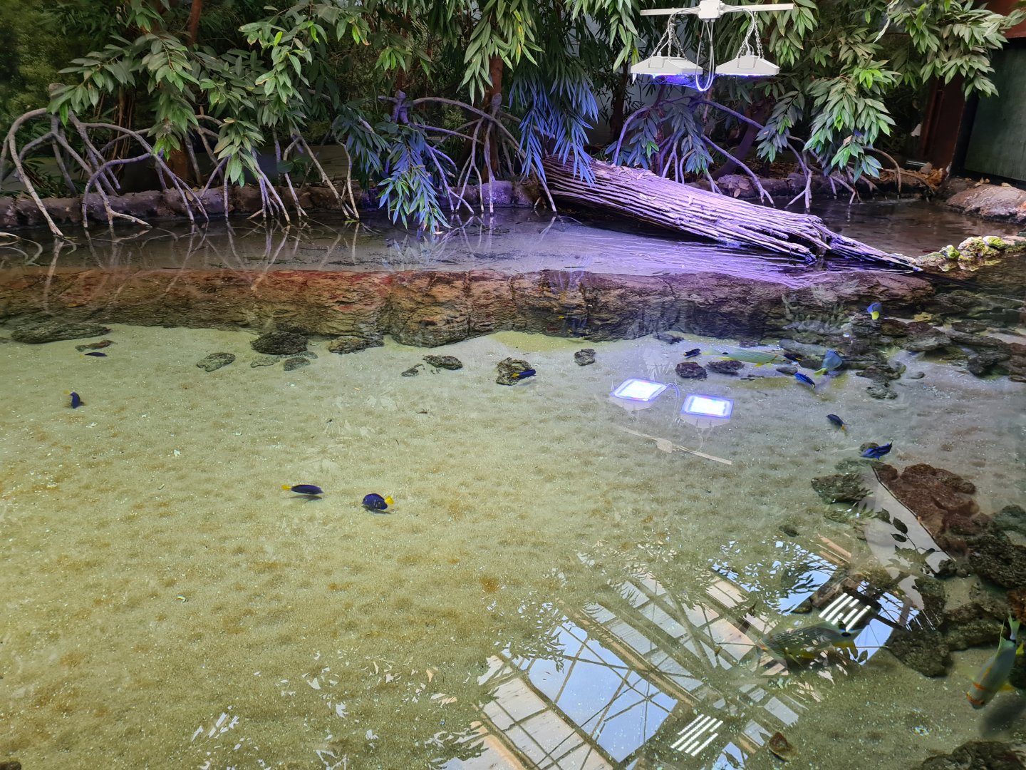 Oceanium - Top of the Mangrove tank