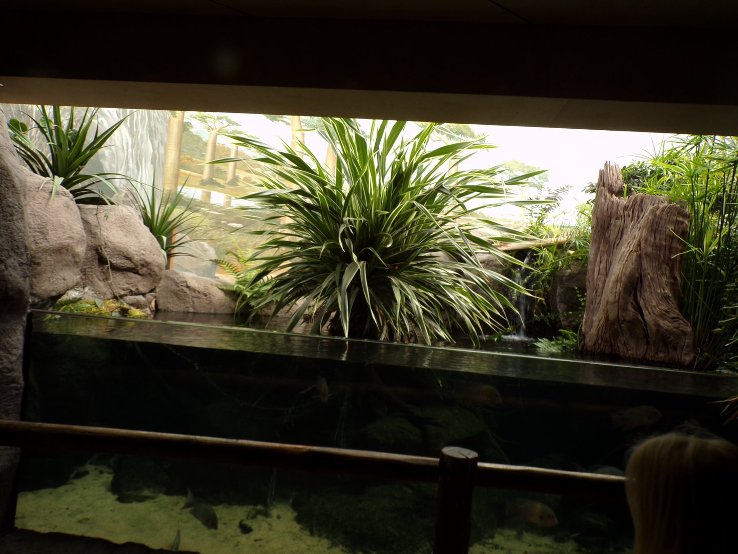 Oceanium- Tropical fish tank 13.7.23