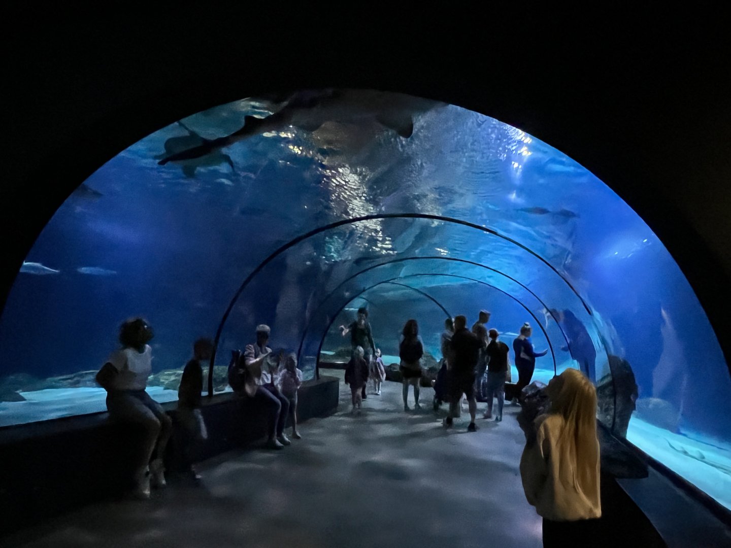Oceanium- Underwater tunnel 13.7.23