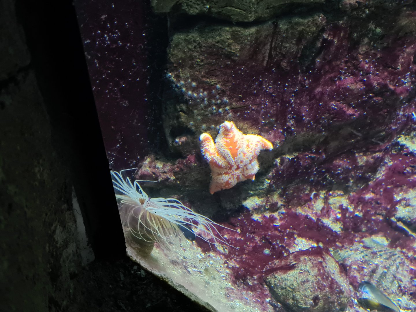 Oceanium - Unidentified starfish and Coloured tube anemone in Rock Cliff aquarium