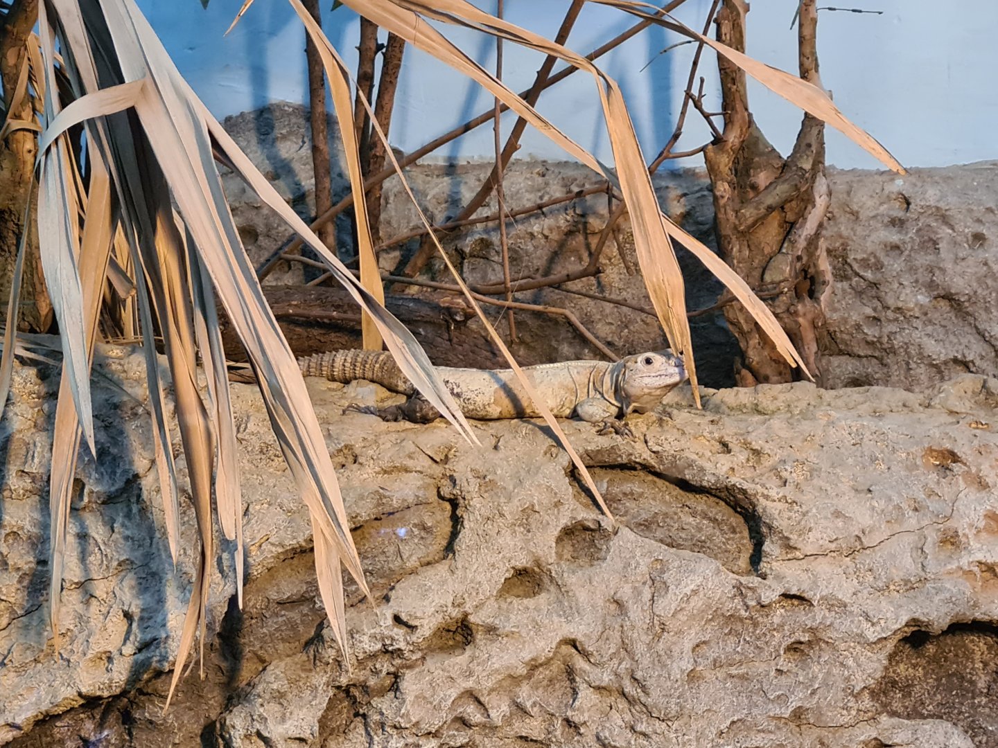 Oceanium - Utila spiny-tailed iguana