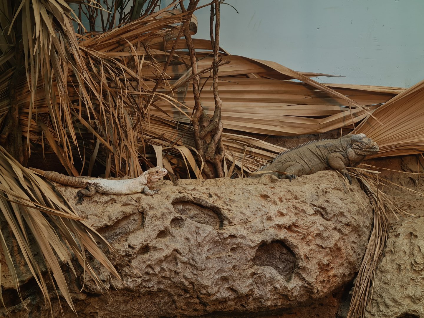 Oceanium - Utila spinytail iguana and Rhinoceros iguana