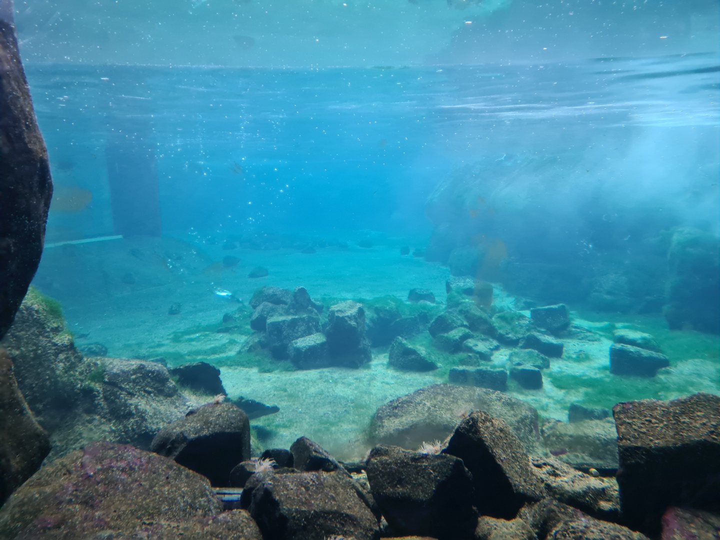 Oceanium - View from Bass Rock from Tide pool area