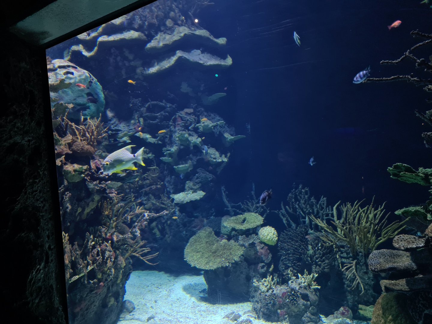 Oceanium - View in Great Barrier reef tunnel