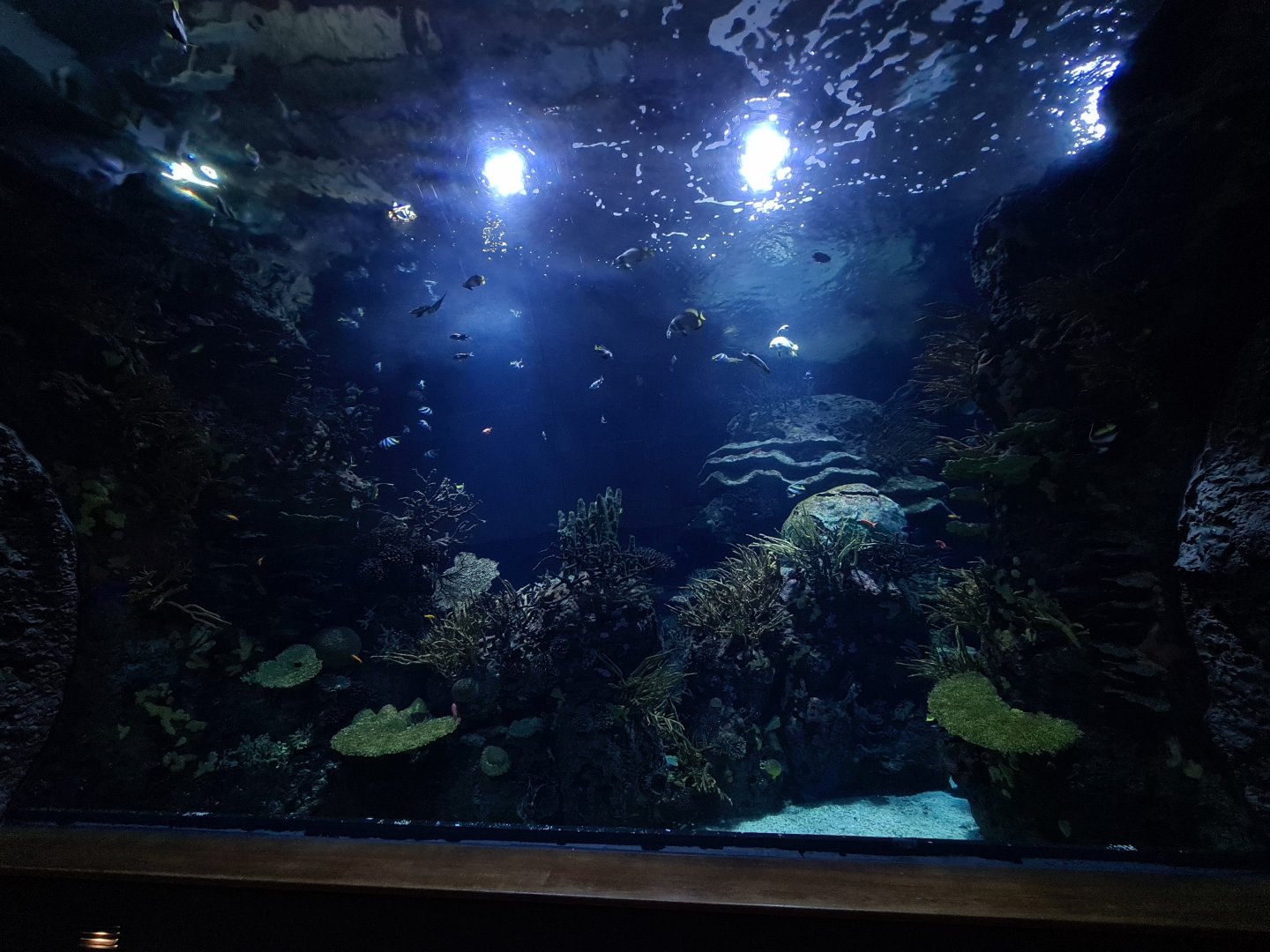 Oceanium - View in Great Barrier reef tunnel